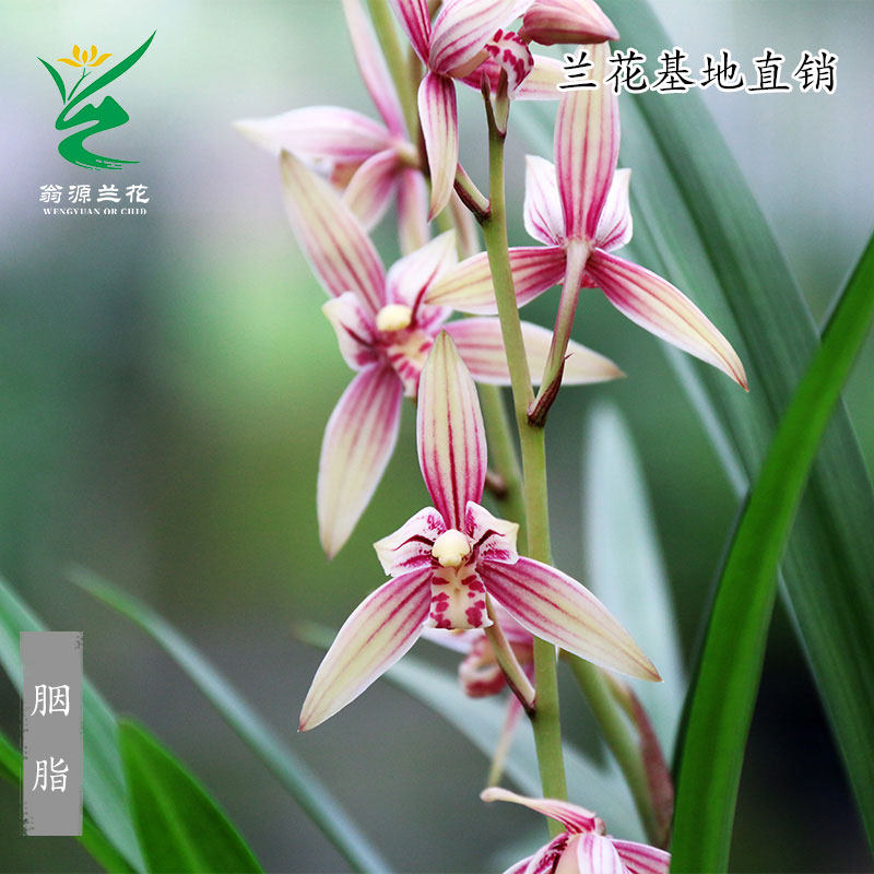 翁源兰花苗建兰铭品胭脂黄金彩虹现带花浓香好养室内阳台花卉盆栽