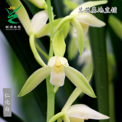 四季建兰老种仁化白大凤素带花香