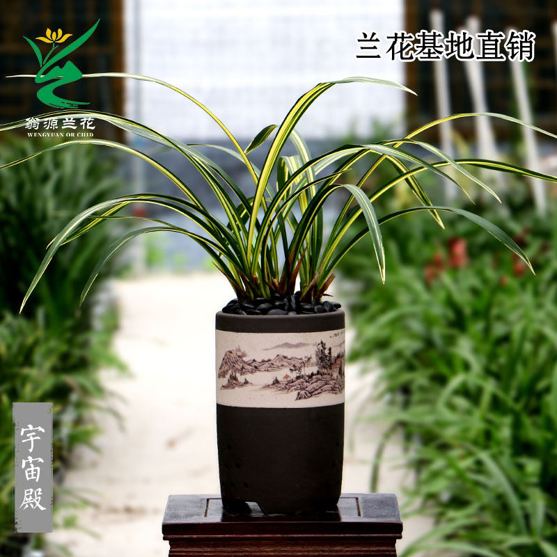 新翁源兰花苗鹤艺金边墨兰铭品鹤之华浓香好养名贵室内绿植花卉品