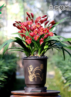 翁源兰花正品大花蕙兰带花浓香年宵花客厅花期长大正红色好养盆栽
