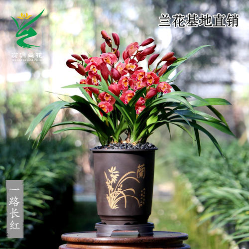 年宵花一路长红色大花春节带花苞