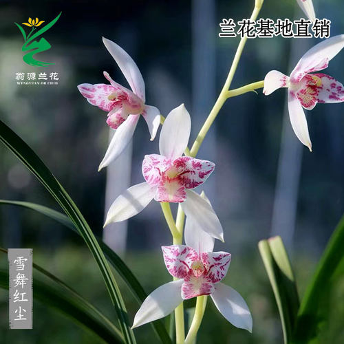 老种四季建兰雪舞红尘带花香好养