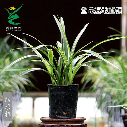 兰花高端绿叶墨兰艺草阳明锦红花