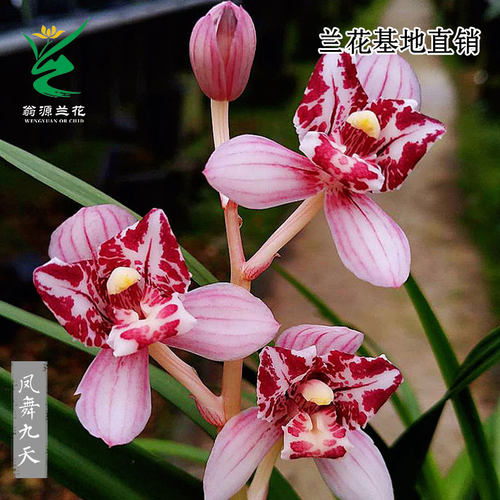 高端老种四季建兰凤舞九天带花苞