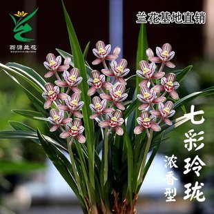 兰花卉绿植盆栽 翁源兰花苗建兰荷瓣七彩玲珑香水出售浓香