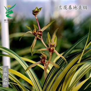 翁源兰花苗高端墨兰艺草兰阳之松绿翡翠天鹤牡丹奇花送礼室内盆栽