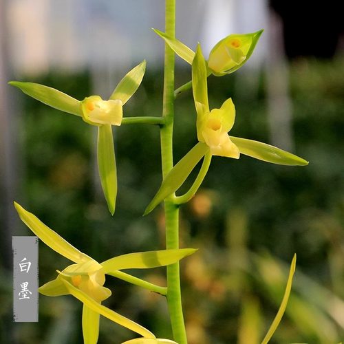 翁源兰花老种墨兰白墨好养带花香