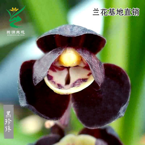 翁源兰花高端墨兰矮种黑珍珠奇叶