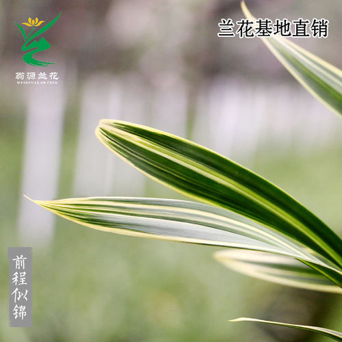 高端老种墨兰前程似锦正品金边苗