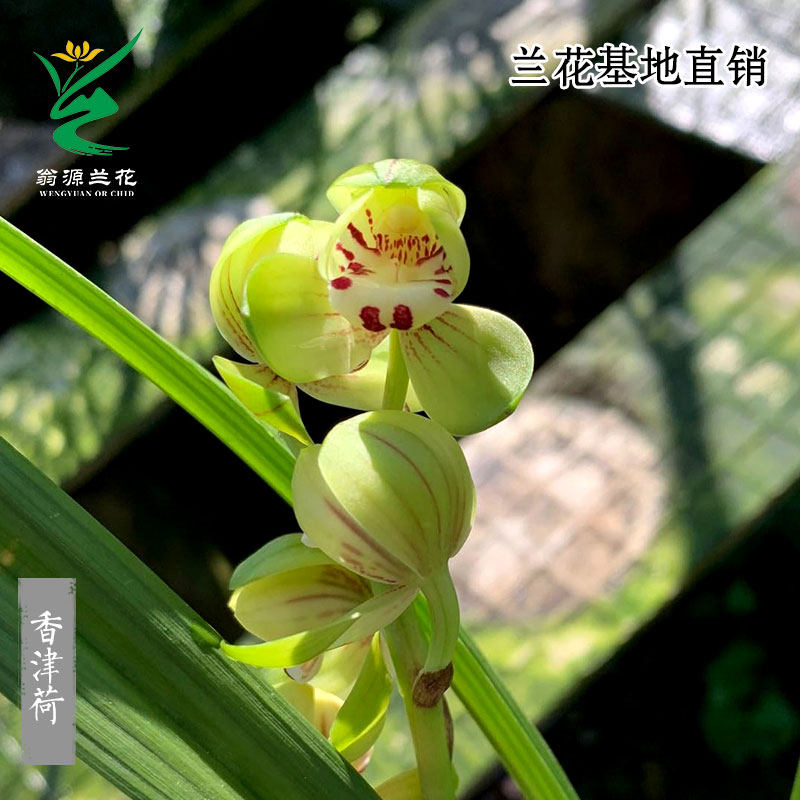 翁源兰花四季建兰正品香津荷带花绿翡翠浓香好养室内绿植花卉盆栽,鲜花速递/花卉仿真/绿植园艺,国兰/杂交兰/洋兰类,淘宝优惠券,粉丝福利购,淘宝优惠卷