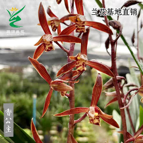 翁源兰花老种墨兰小香公主带花香