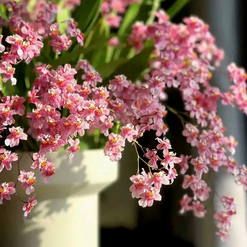 文心兰梦香带花苞香水味好养懒人