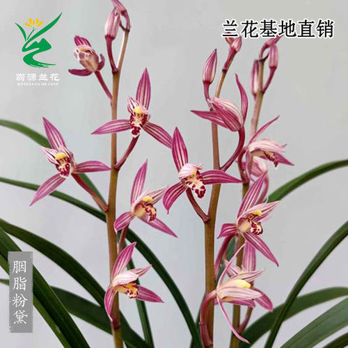老种四季建兰胭脂粉黛桃红带花香