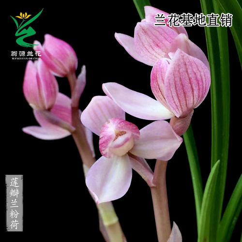 翁源兰花苗正品春兰莲瓣兰粉荷瓣