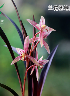 翁源兰花正品寒兰红草带花浓香彩素好养室内茶台桌面高级花卉盆栽