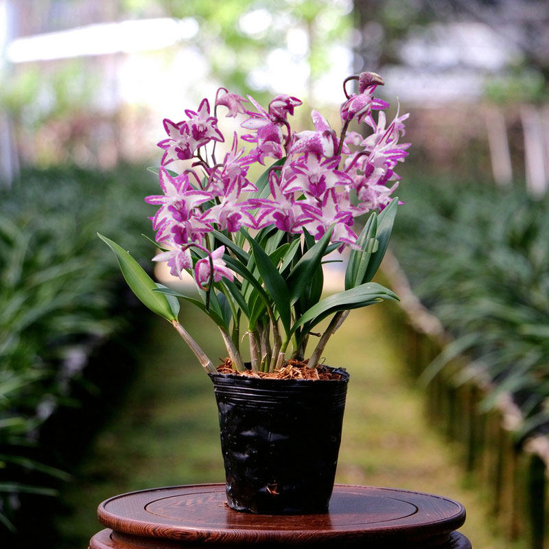 翁源兰花苗精品澳洲石斛香水香兰带花咖啡兰兔耳好养桌面花卉盆栽