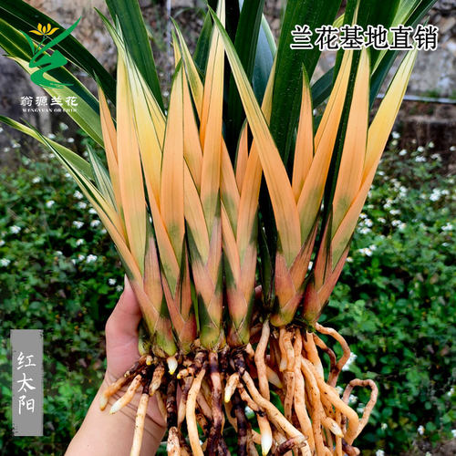 翁源兰花苗高端墨兰红太阳带花香