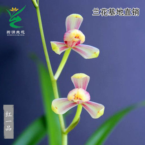 老种四季建兰红一品梅瓣带花浓香