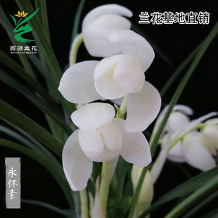 高端莲瓣兰老种永怀素碧龙玉素四季 建兰大凤素带白雪公主带花浓香