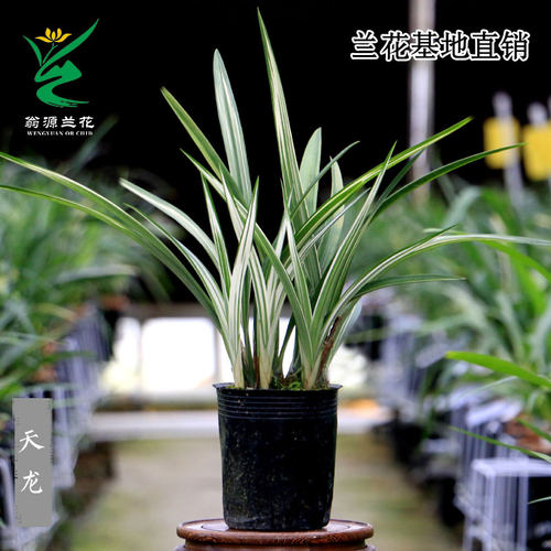 高端正品墨兰艺草天龙瓷白艺好养