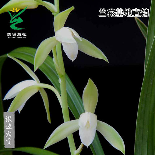 高端老种四季建兰银边大贡带花香