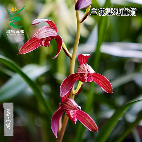 高端老种四季建兰花苗红花暮山紫