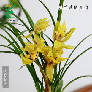 翁源兰花苗高端春兰国香牡丹黄奇带花四季 黄金小神童带花浓香好养