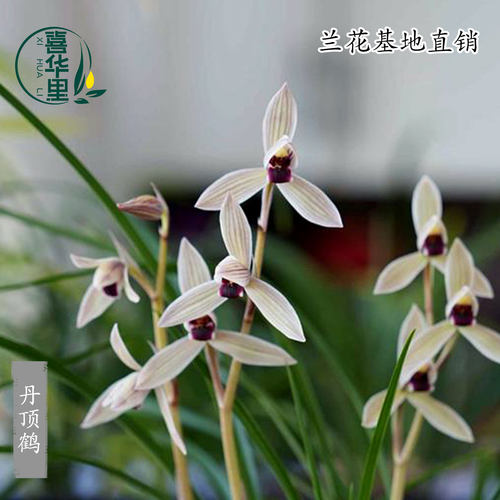 高端莲瓣兰丹顶鹤带花浓香细叶