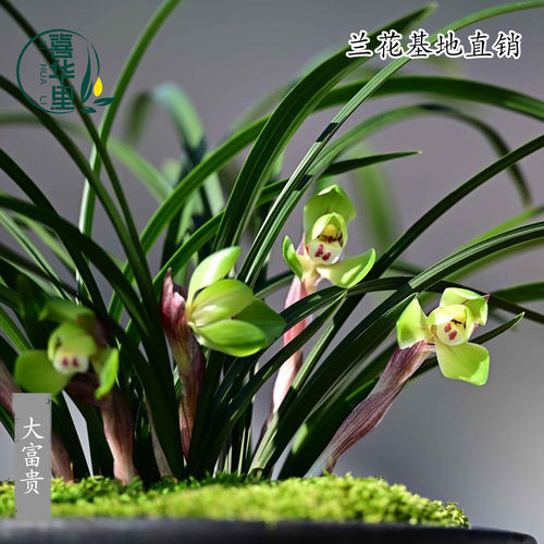 高端老种春兰大富贵带花浓香荷瓣