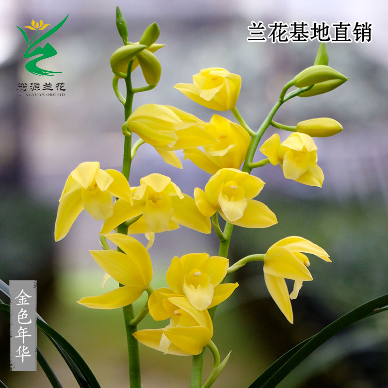 正品大花蕙兰金色年华带花浓香型