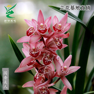 翁源兰花正品 建兰红红火火带花浓香好养花卉 大花蕙兰国香美人四季