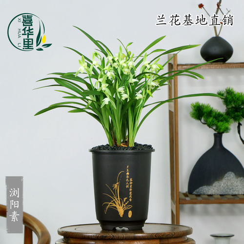 高端四季建兰老种浏阳素花香带花