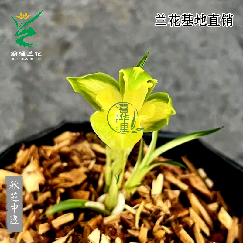 高端艺草秋芝中透矮种奇珍异草靓