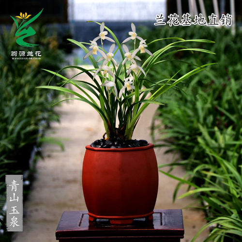 老种四季建兰青山玉泉带花浓香型