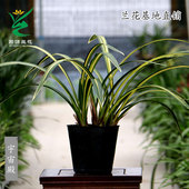 高端老种墨兰艺草黄金宇宙殿中透艺四季 建兰金边七彩丹霞带花浓香