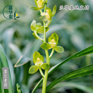 高端兰花苗墨兰素荷老种带花浓香绿翡翠宏远素荷瓣室内花卉绿植物