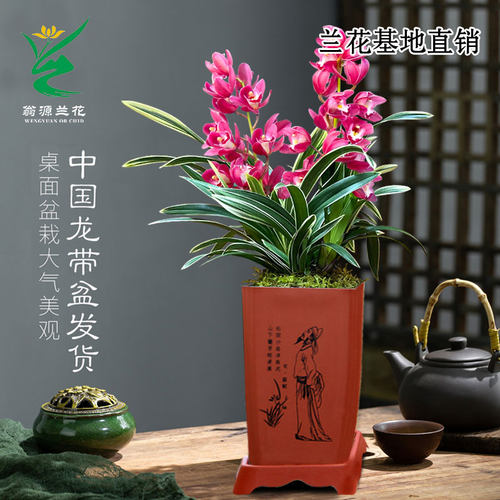 大花蕙兰矮种金边中国龙带花浓香