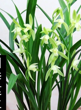 翁源兰花老种四季建兰大凤素带花浓香好养室内办公室绿植花卉盆栽