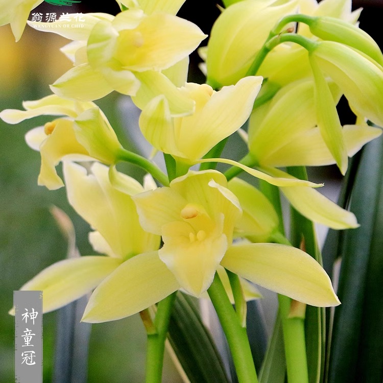 翁源兰花苗带金边建兰神童冠好养室内办公台面阳台绿植花卉原盆栽