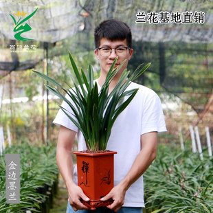 翁源兰花苗老种金边墨兰高大带花浓香好养室内客厅除甲醛花卉盆栽