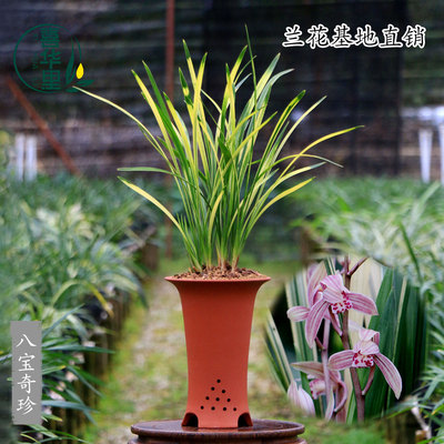 翁源兰花苗高端四季建兰八宝奇珍
