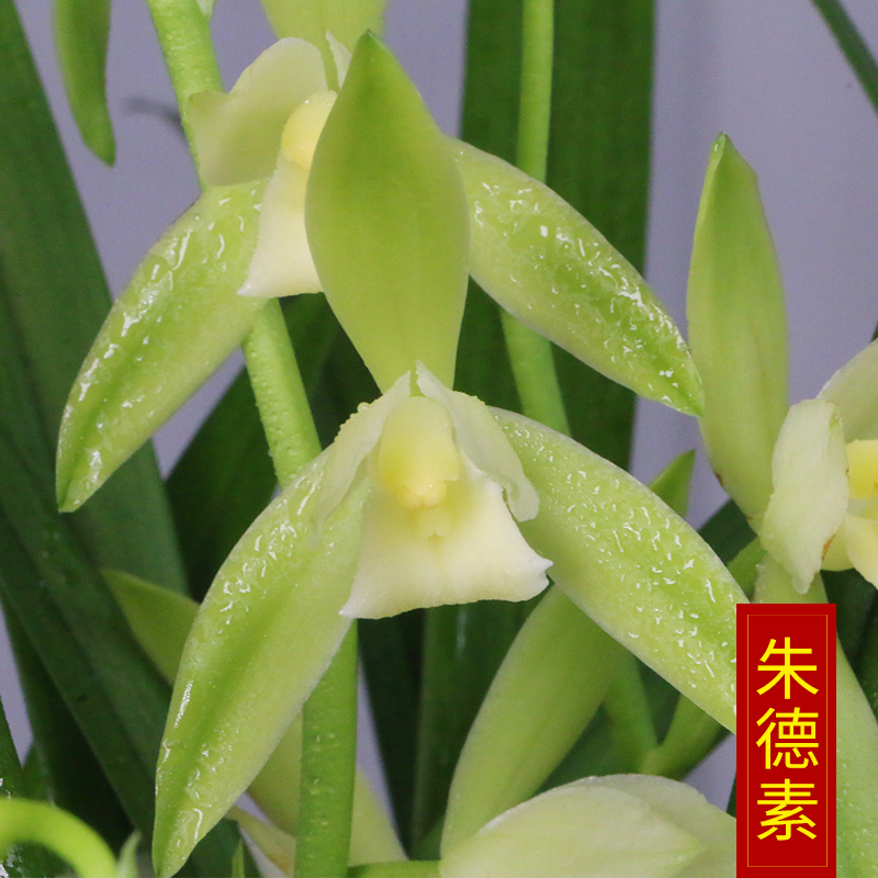 四季建兰老种朱德素带花浓香好养