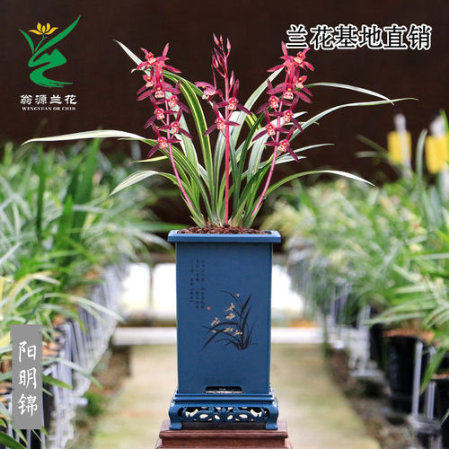 高端墨兰艺草阳明锦红花带花浓香