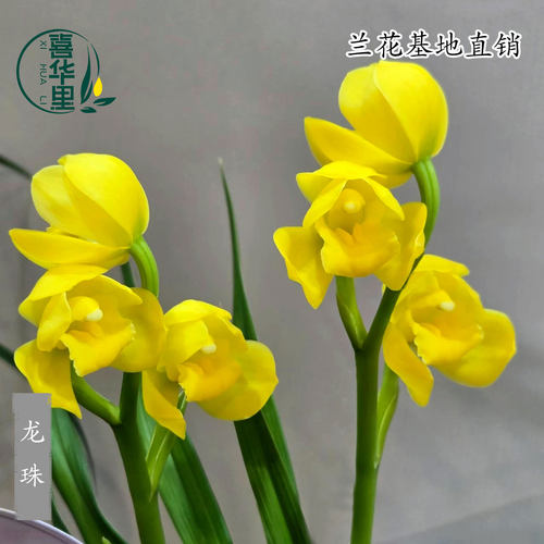 高端兰花苗春兰秋芝龙珠送春带花