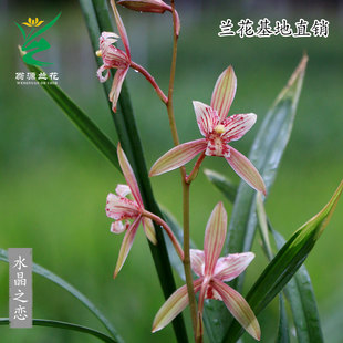 翁源高端老种四季建兰红三星粉蝶水晶之恋带花丹霞红花浓香绿植物