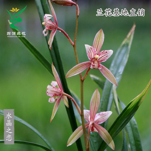 高端建兰老种水晶之恋粉红花带花