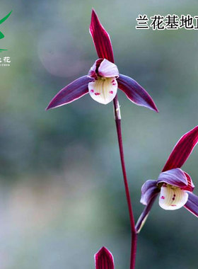 翁源高端正品寒兰花苗紫燕包对版老种朱砂痣带花浓香好养室内花卉