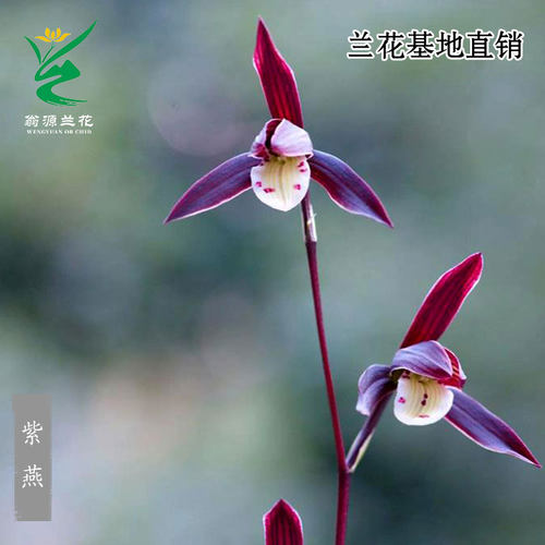 高端正品寒兰紫燕包对版紫花神品