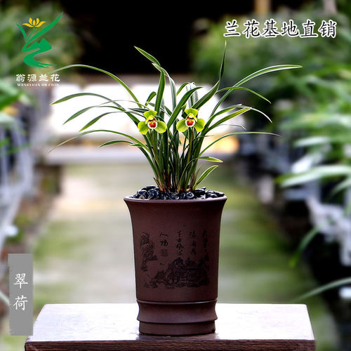 正品春兰铭品矮种金边翠荷带花香