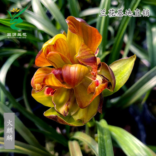 高端正品春兰红奇花火麒麟老种